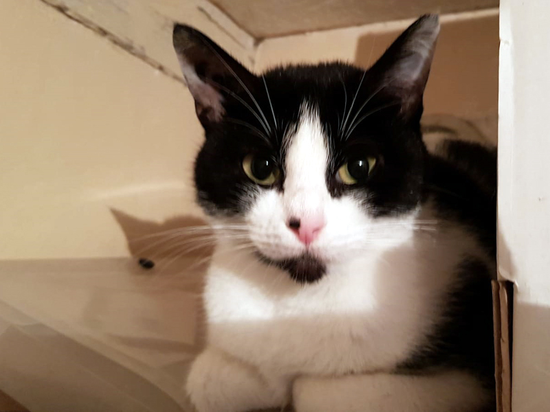 25+ Idees pour Famille D Accueil Chat Paris