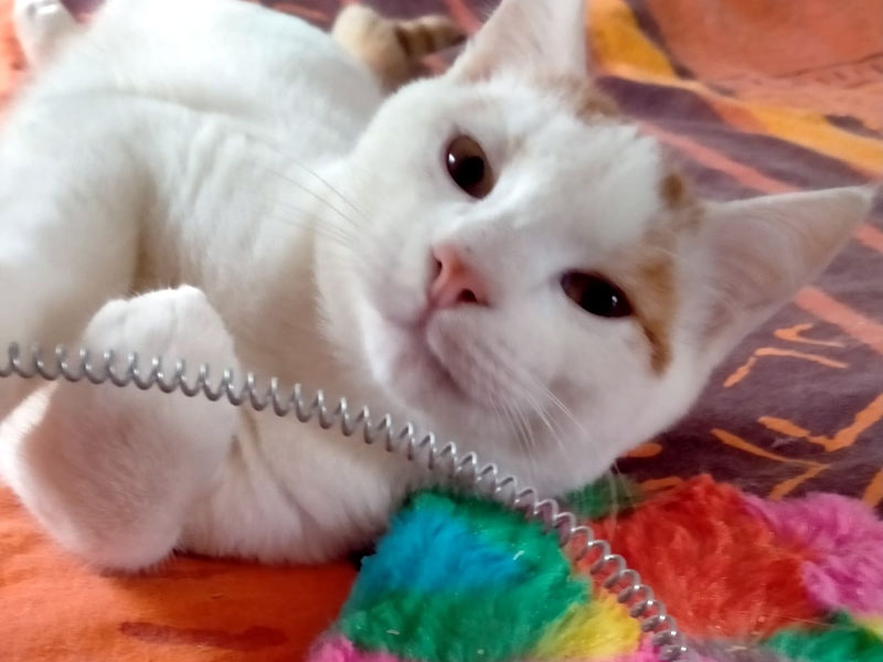 Bebe Chat A Donner Centria