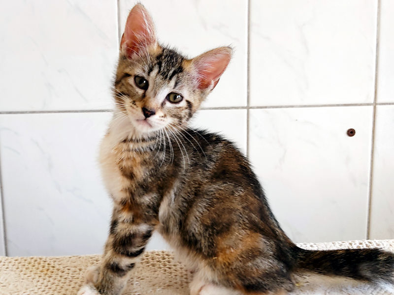 Adoption en cours pour SARA chaton tigré 2 mois ECOLE DU