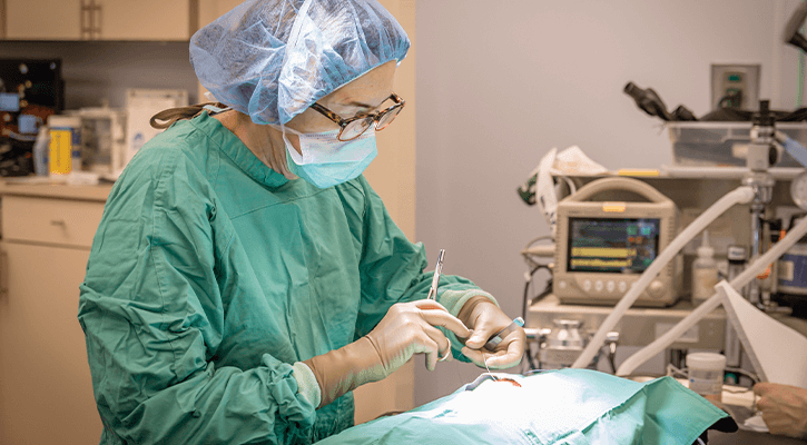 Cat Surgery & Anesthesia Near Me 70065 Chateau