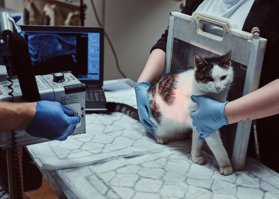Pet Radiography In Evansville, IN Chateau Dog & Cat Hospital Chateau