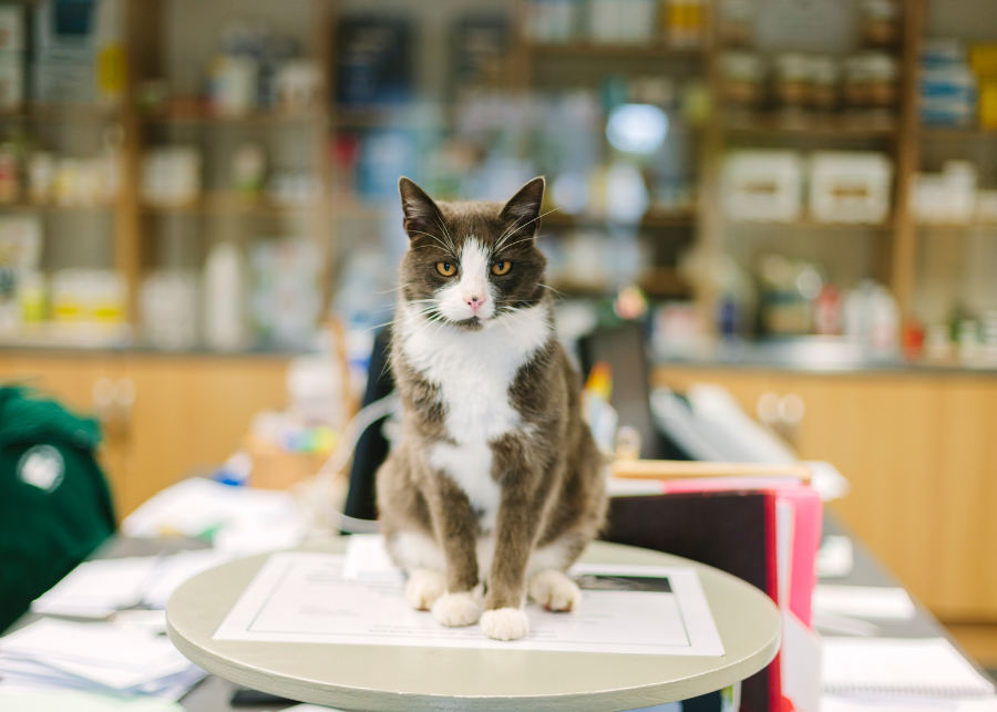 Pet Emergency Veterinary Services In Evansville, IN Chateau Dog & Cat