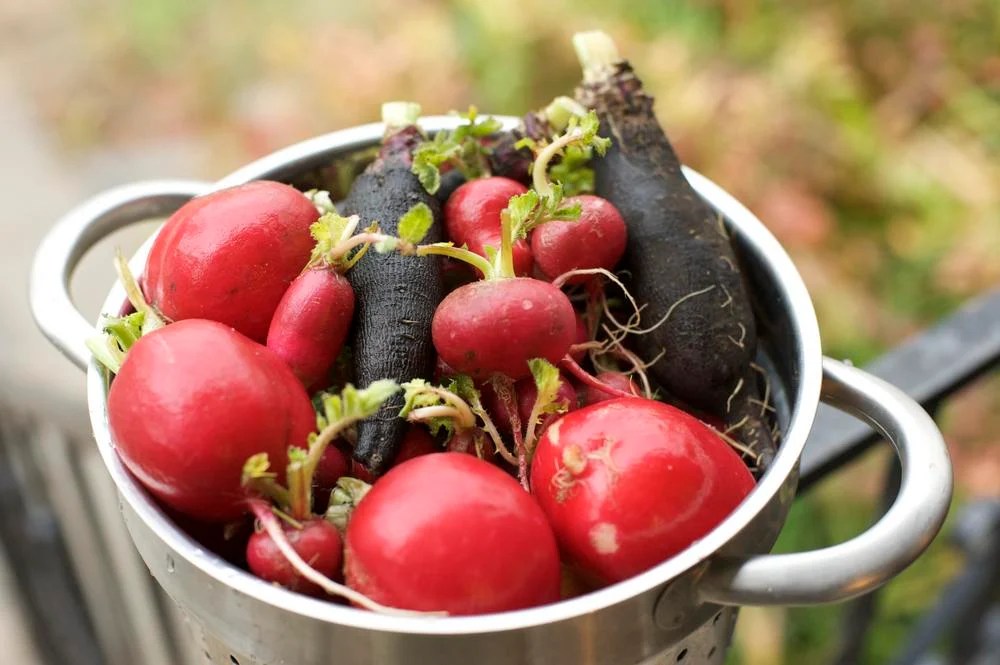 Radishes health benefits and how they detox the liver Chatelaine