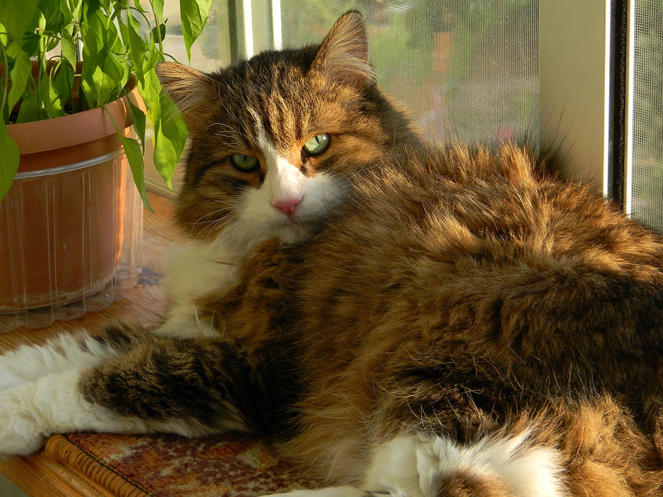 A quelle période les chat entrentils en chaleur ? Chat