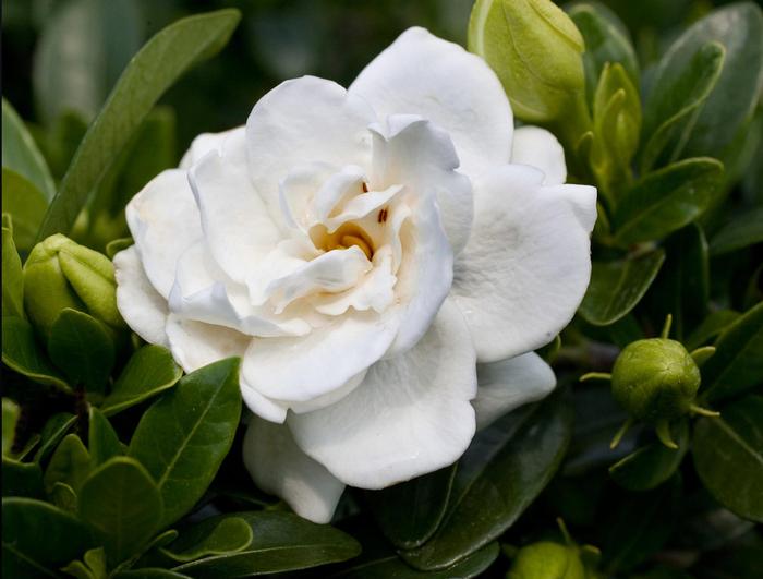 Gardenia augusta 'Crown Jewel' Gardenia from Chatham Tree Farm