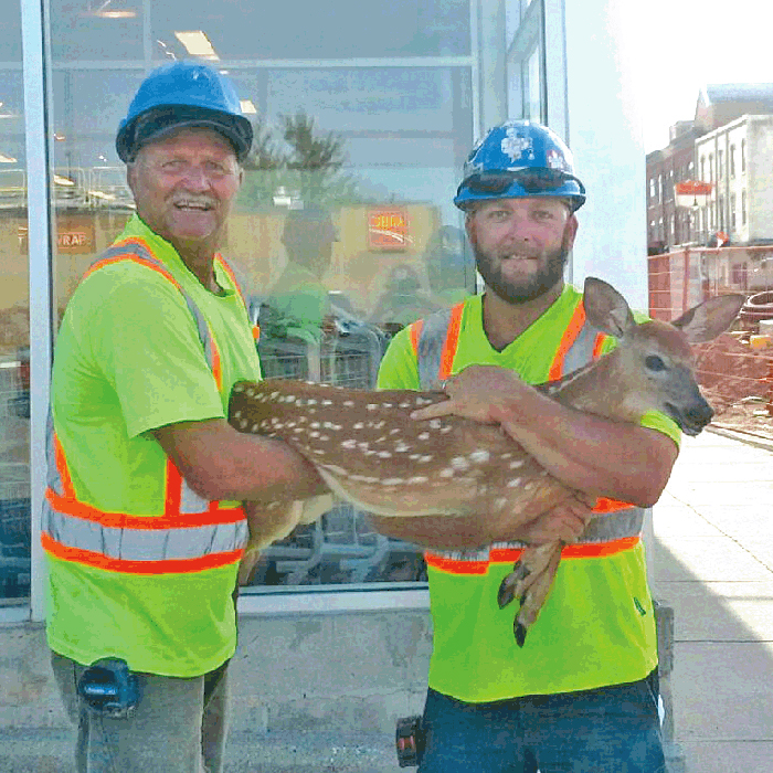 Chatham construction crew saves deer in Petrolia The Chatham Voice