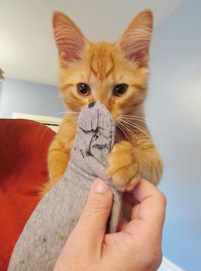 A letter from one cat to another The Chatham Voice