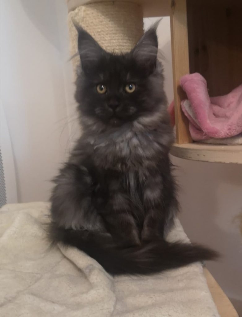ActualitéS Main Coon Black Smoke Prix Le Plus ActualitéS Main Coon Black Smoke Prix Le Plus