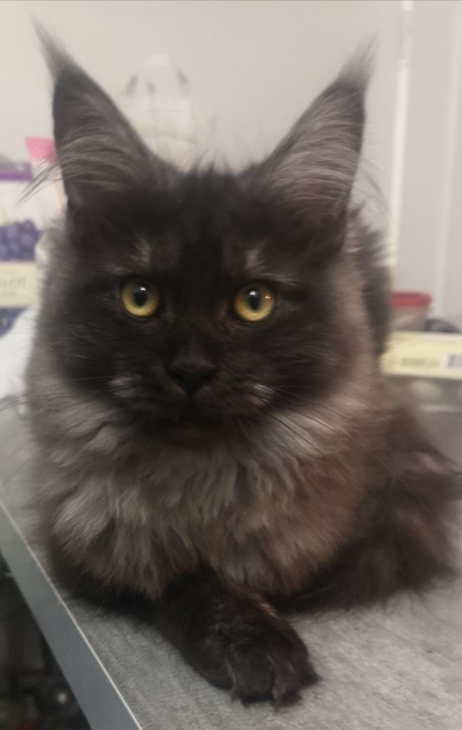 Nos Maine Coons championnes LOOF Les femelles