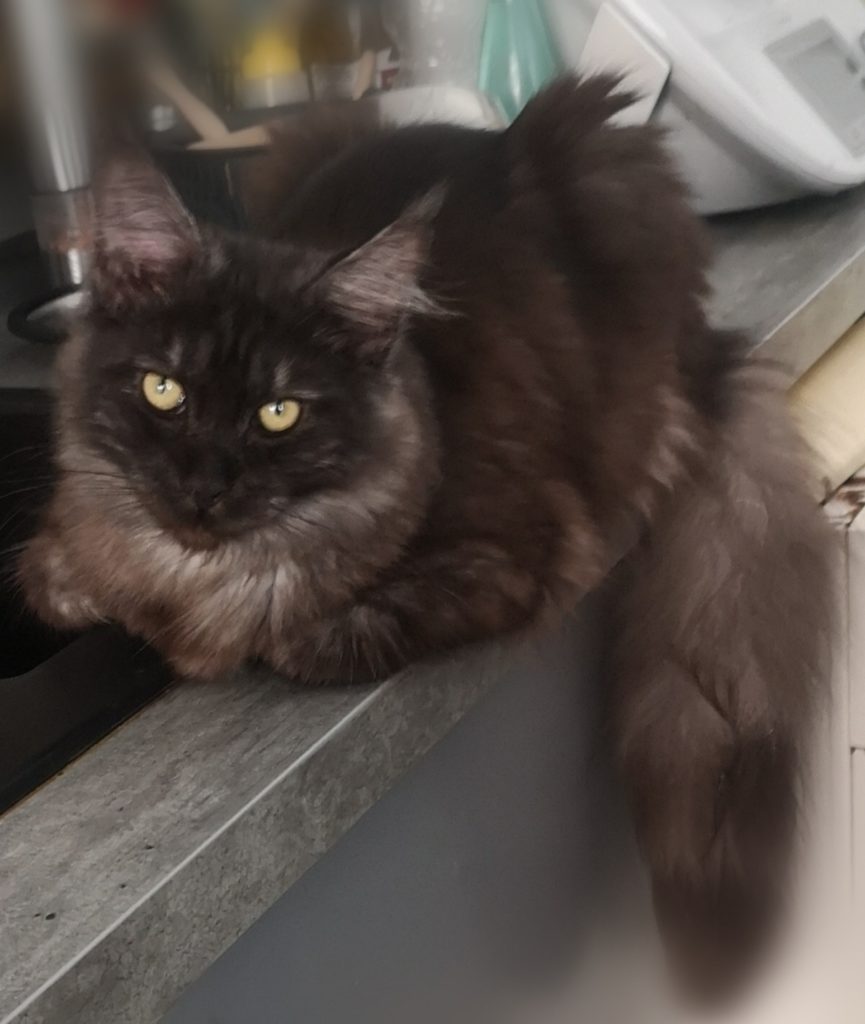 Nos Maine Coons championnes LOOF Les femelles