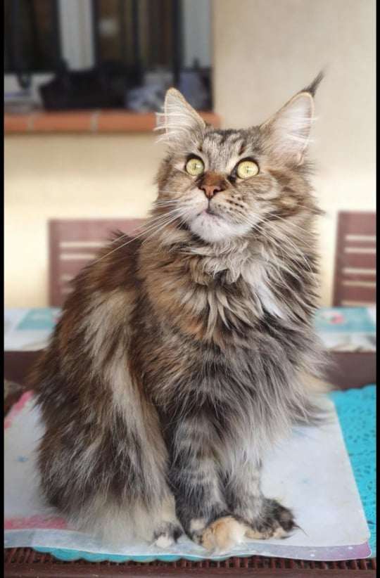 Maine coon dispo éleveurs amis Maine coon disponible chez