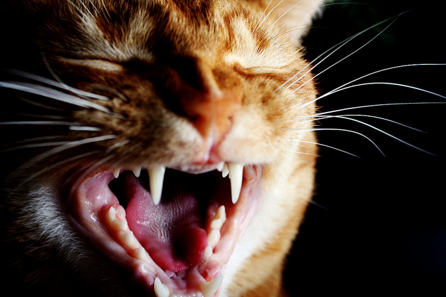 √ 100 ou plus perte dents de lait chaton 230644Age perte dents de lait