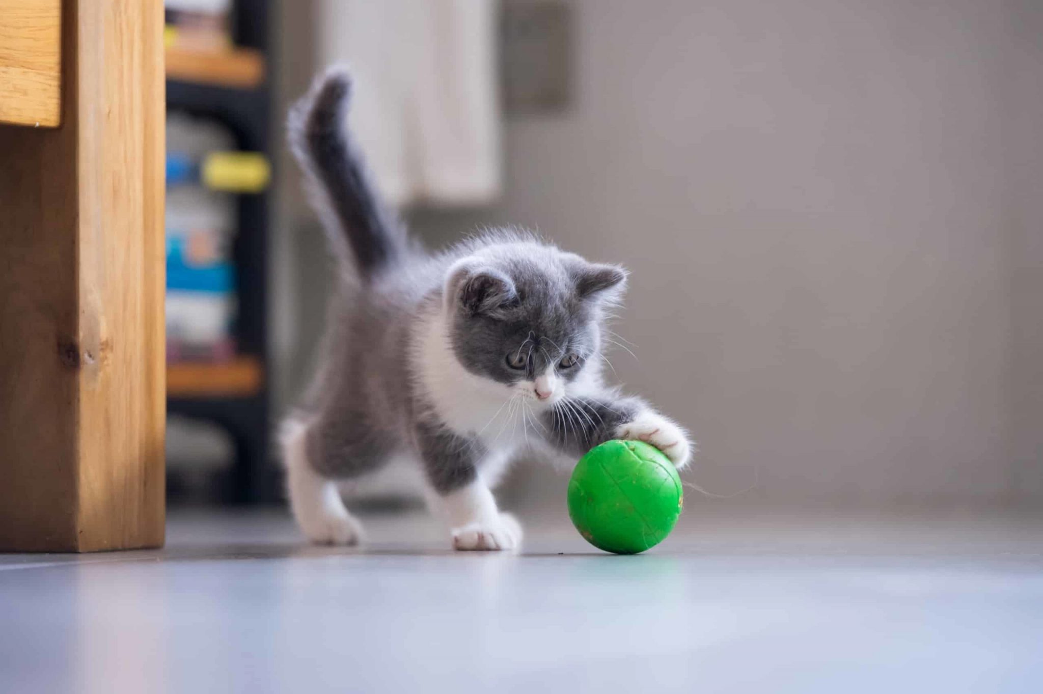 Balles pour chat