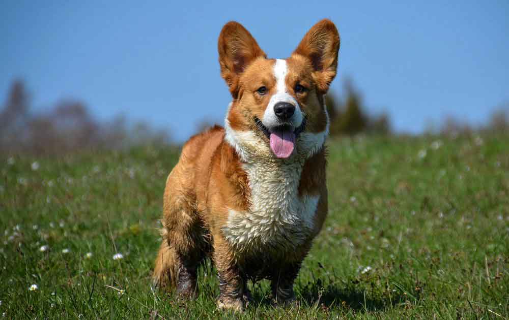 Welsh Cardigan Informations et faits Chiens Chats