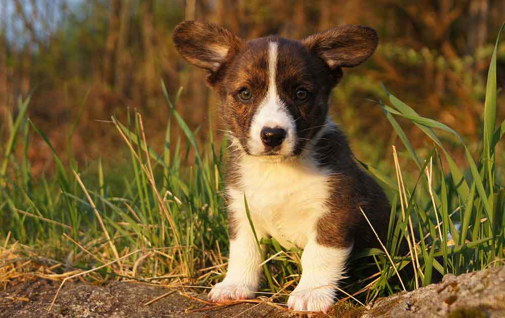 Welsh Cardigan Informations et faits Chiens Chats