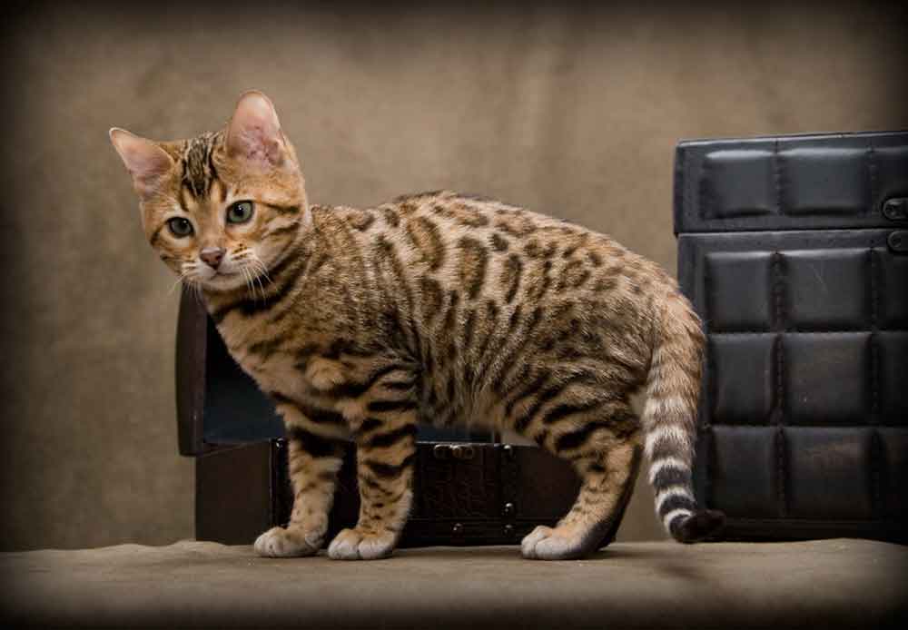 Chat Ashera Informations et faits sur la race de chat Chiens Chats