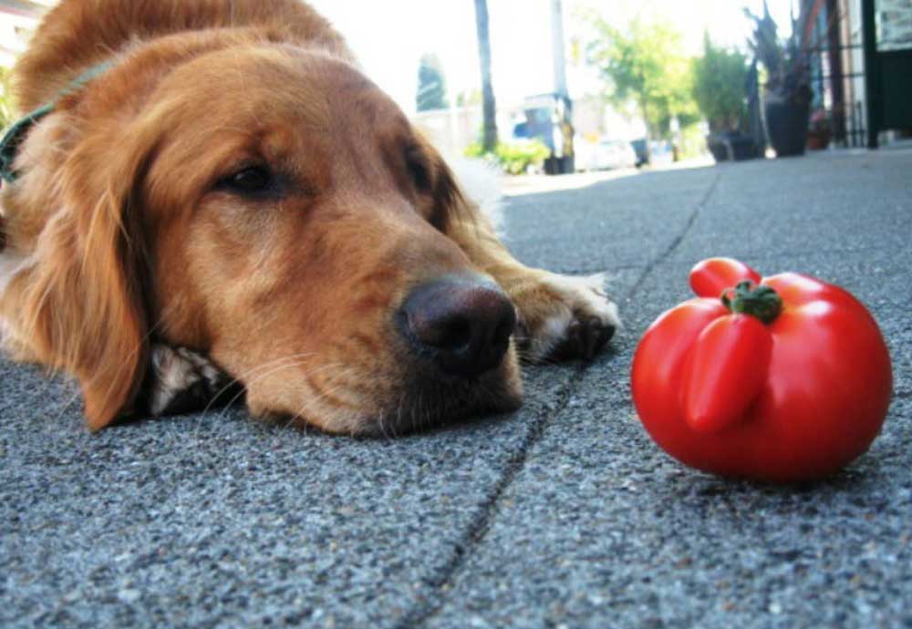 Les chiens peuventils manger des tomates ? Chiens Chats