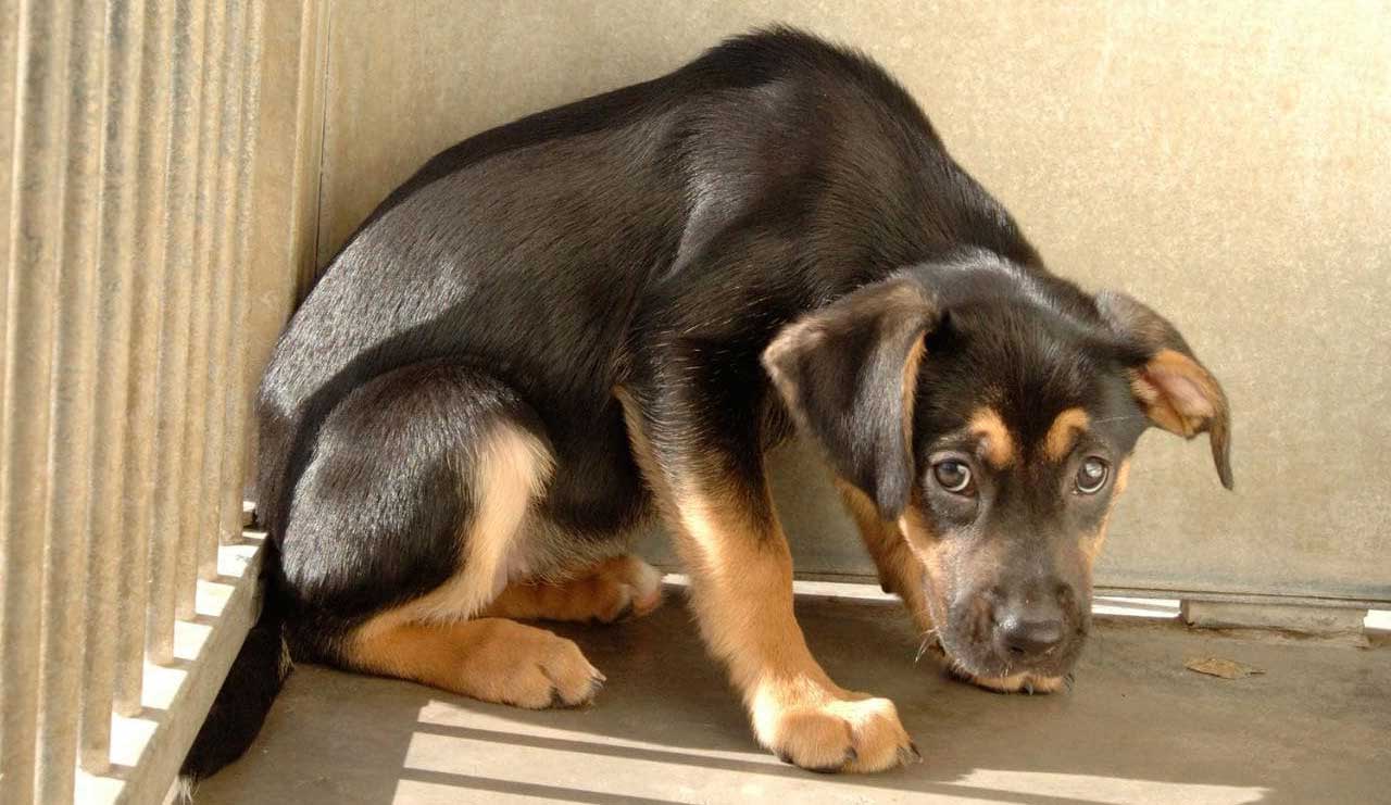 10 choses qui terrifient les chiens peurs et phobies