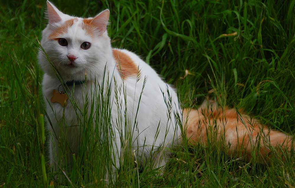 Turc de Van Informations et faits sur la race de chat