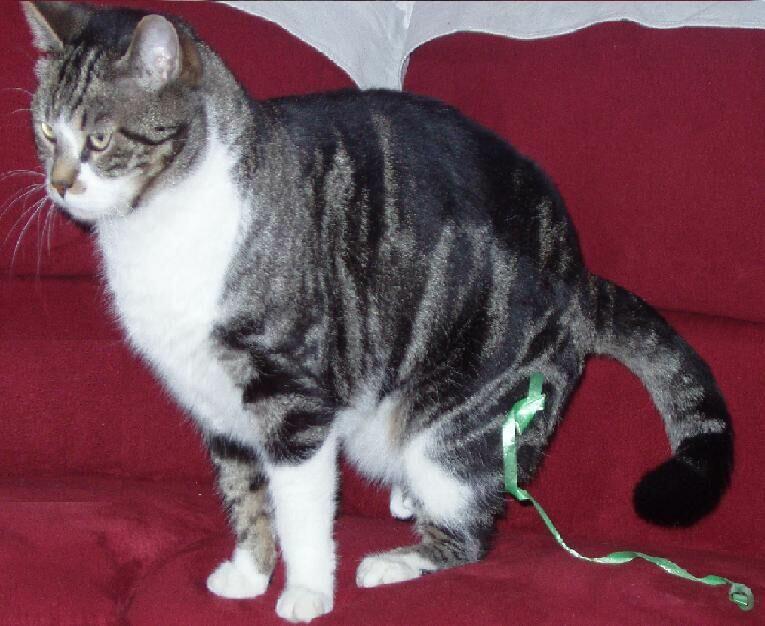 Male Chats Perdus Et Trouves En Belgique