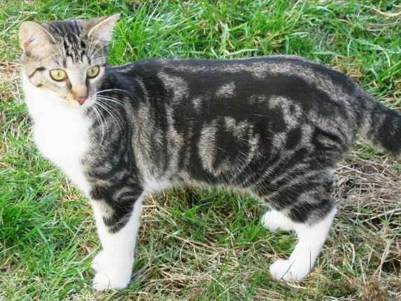 Noir Chats Perdus Et Trouves En Belgique