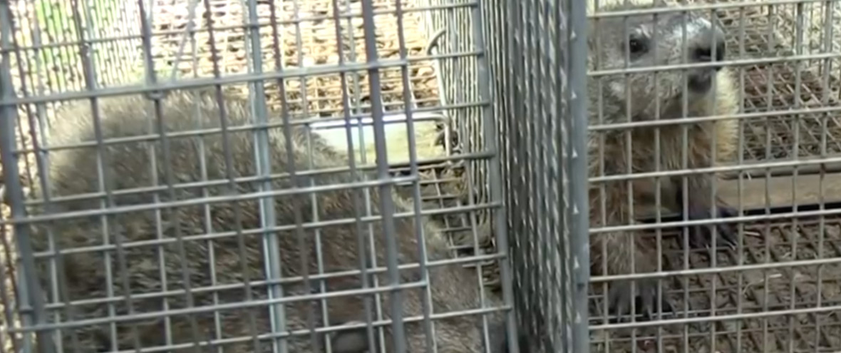 Attic Animal Pest Chattanooga, Wildlife Control in STAIT