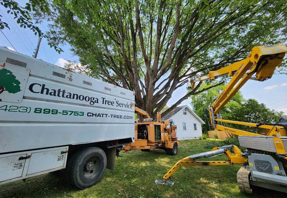 Chattanooga Tree Service Inc. Tree Removal + Pruning + Stump Removal