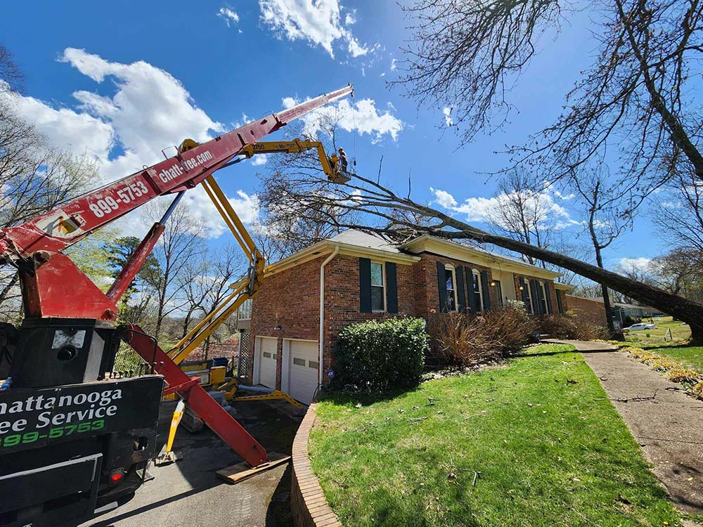 Chattanooga Tree Services Chattanooga Tree Service Inc.