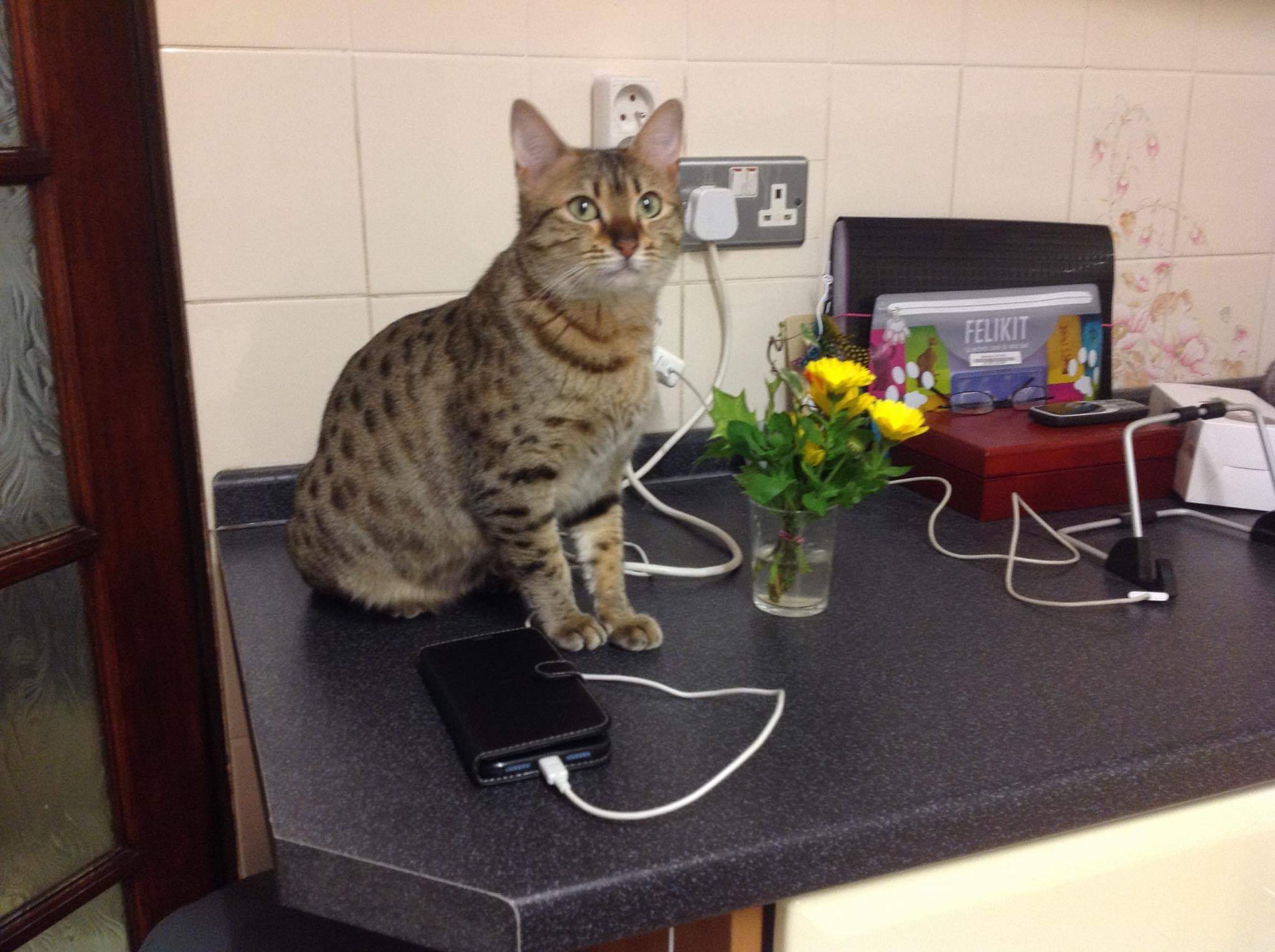 Adopter un chaton / Adopt a kitten Chatterie Sechem