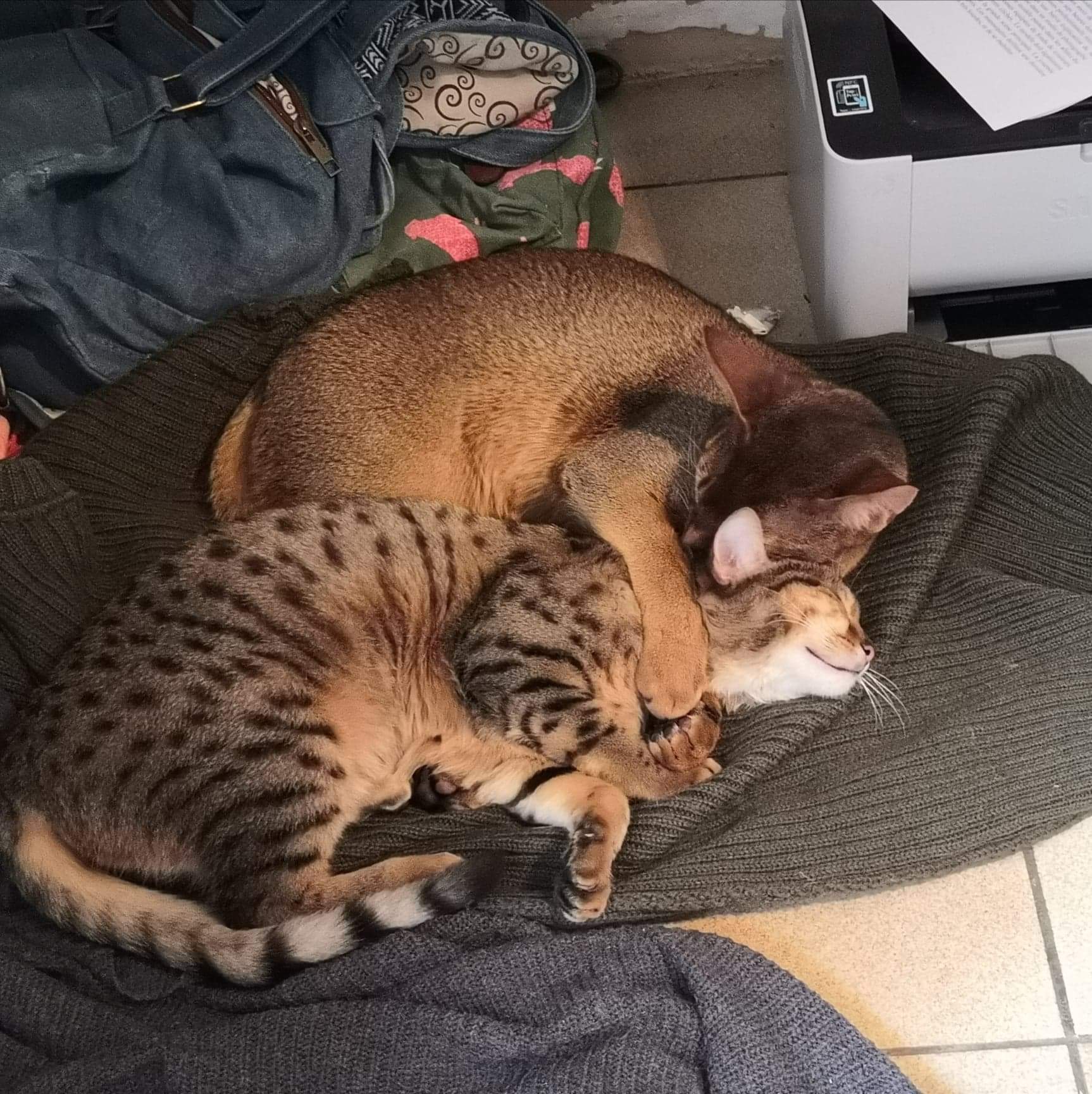 Adopter un chaton / Adopt a kitten Chatterie Sechem