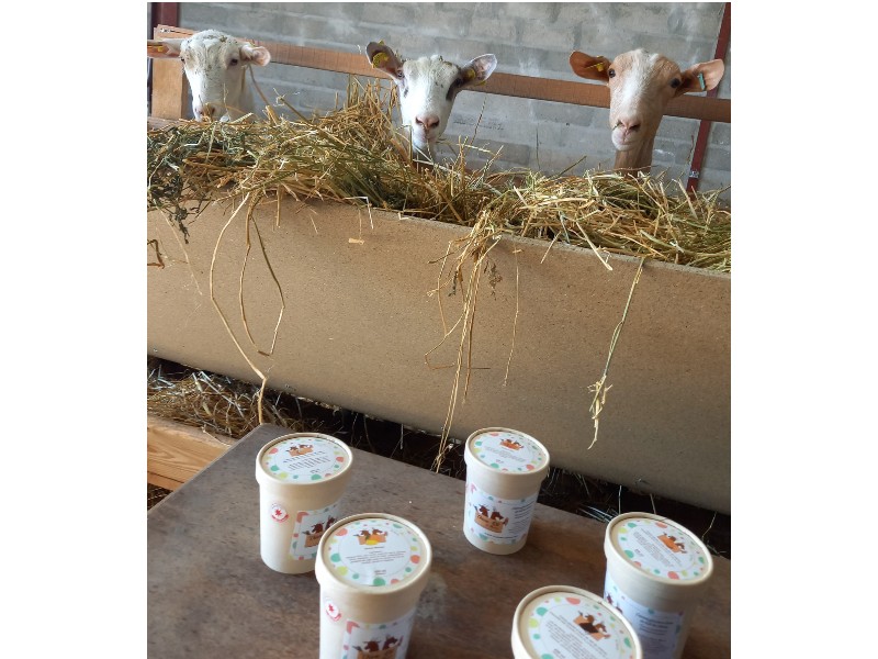 La CHEVRE RIT DE MANON Mairie de Chavenay