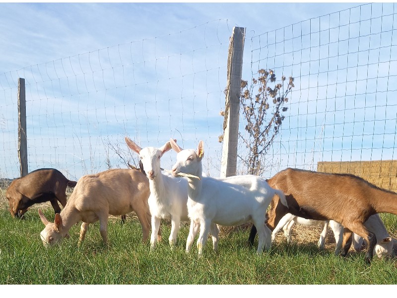 La CHEVRE RIT DE MANON Mairie de Chavenay