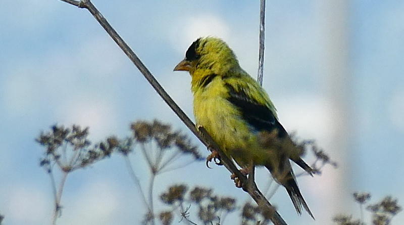 American Goldfinch