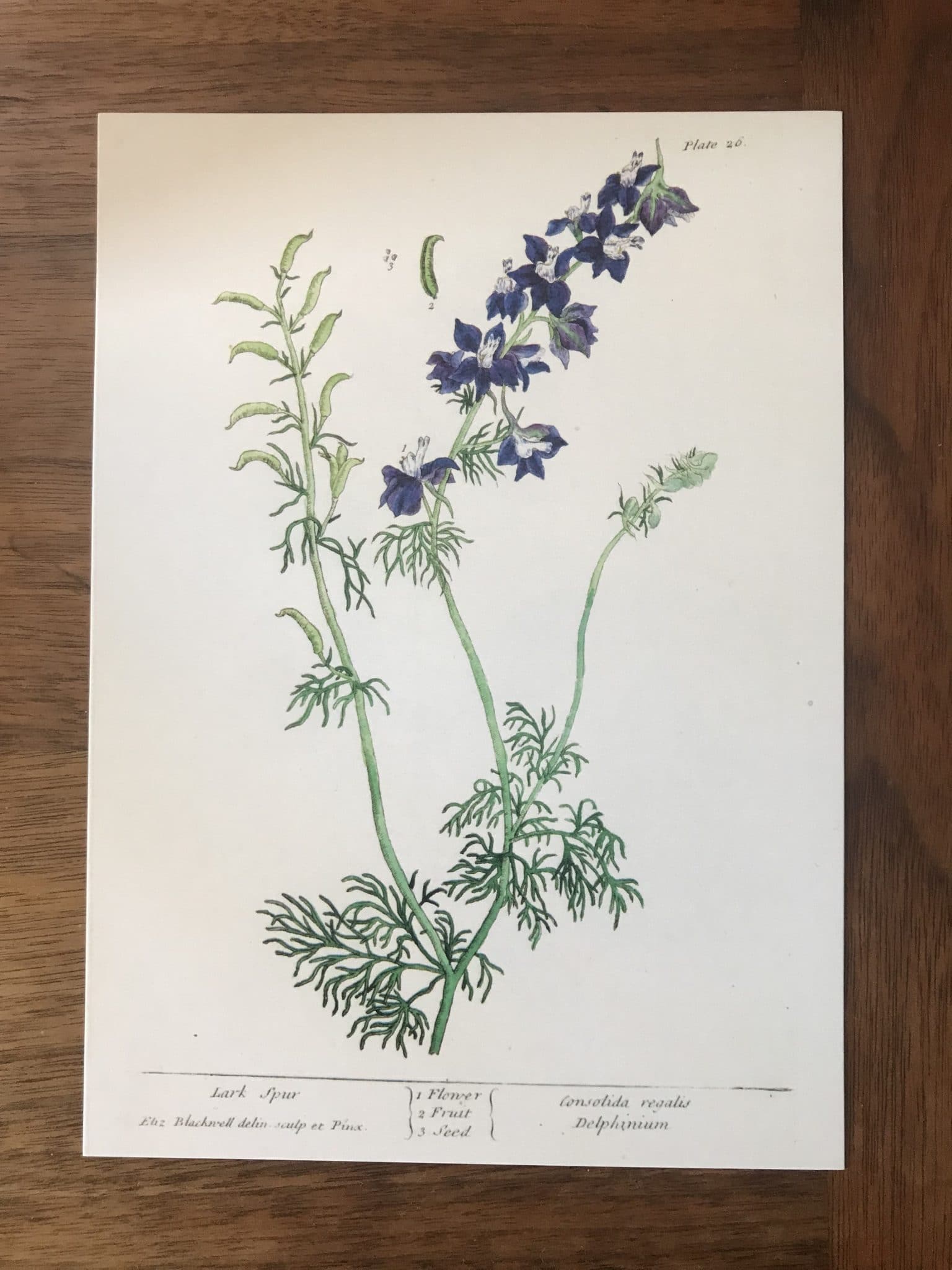 Elizabeth Blackwell Prints x 6 Chawton House