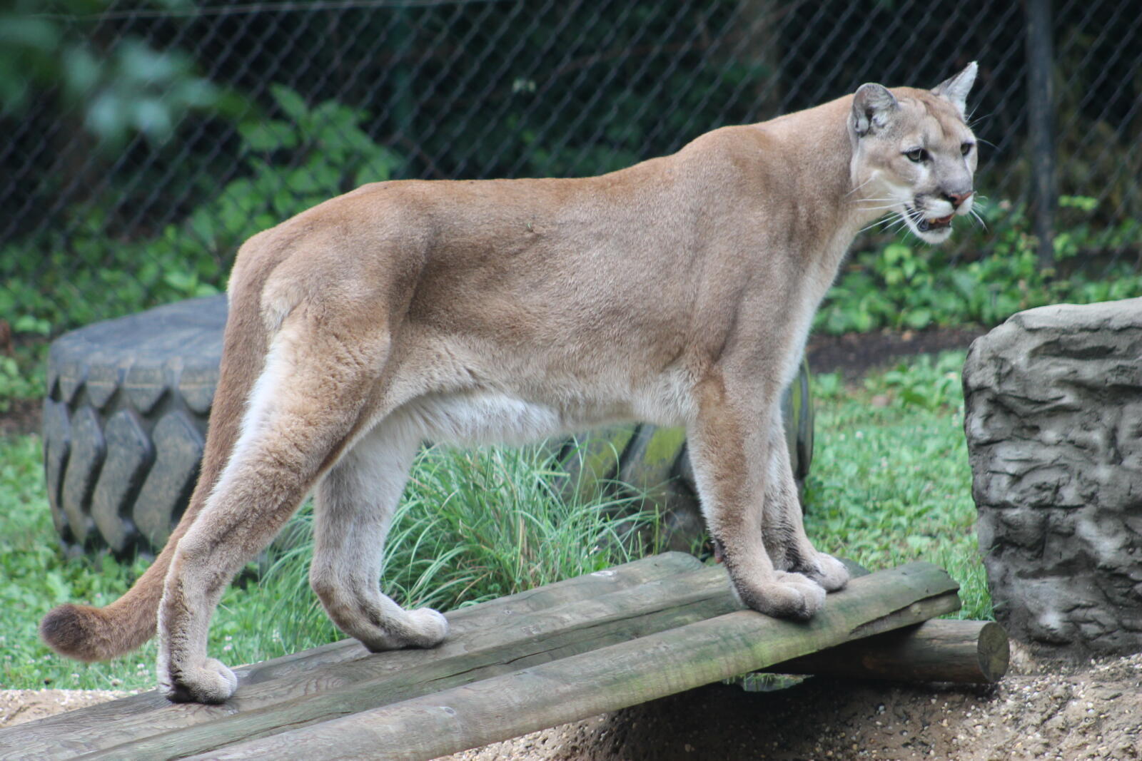 Cougar | Chattanooga Zoo