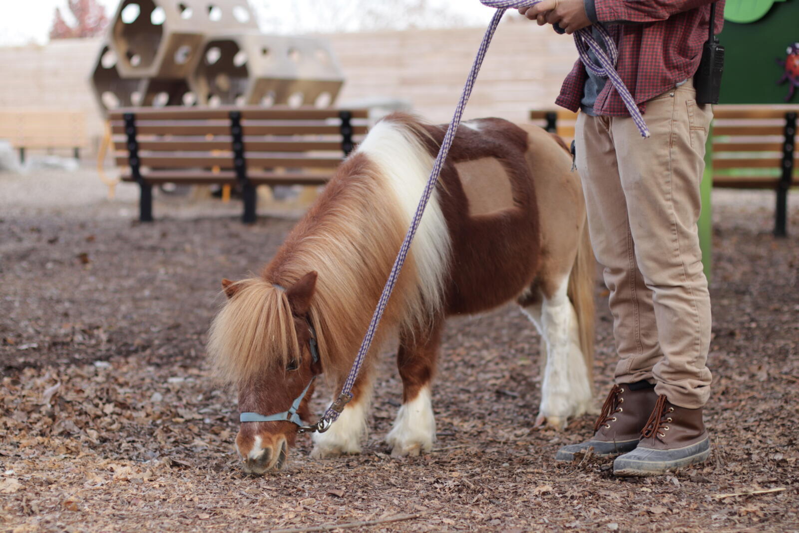 Miniature Horse Chattanooga Zoo