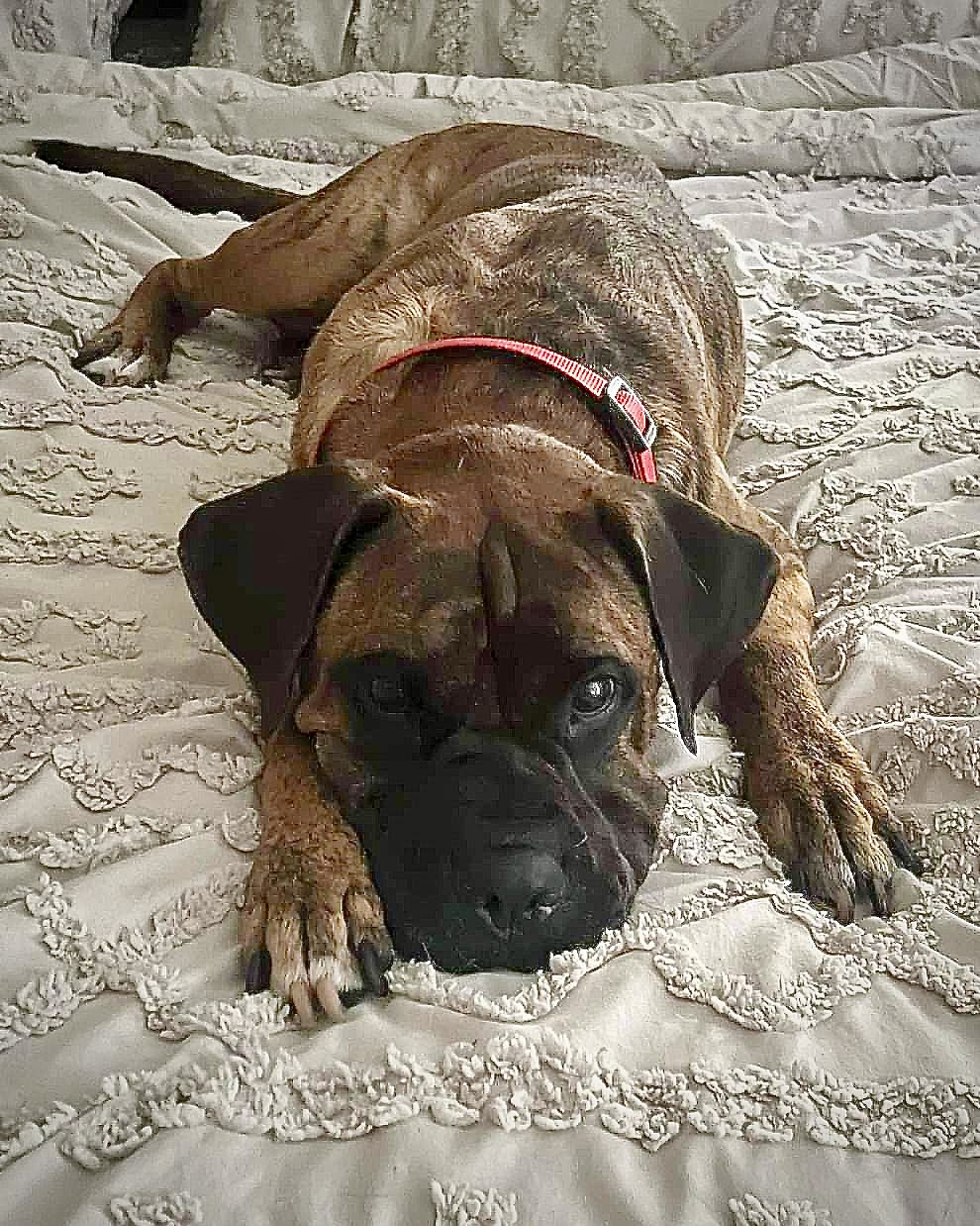 Brutus CH Boxer Rescue