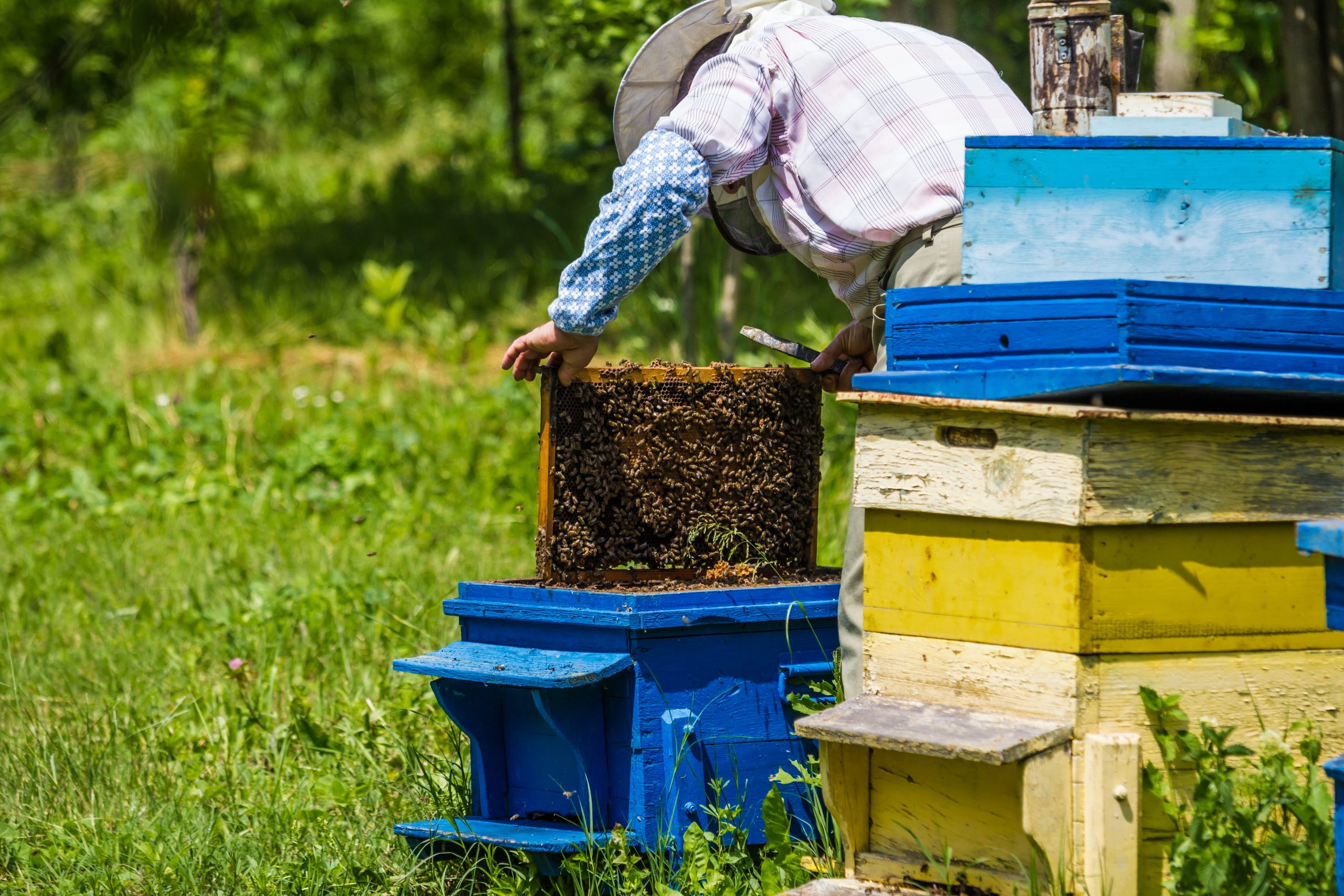 Online Training for Apiary Workers Canadian Honey Council