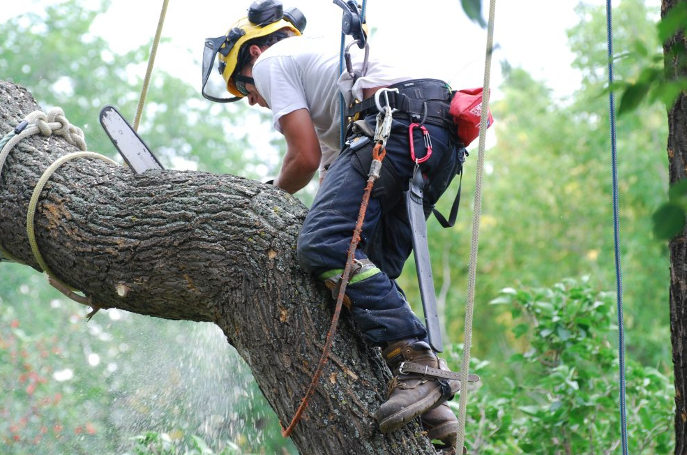 Getting Your Certification and Education for an Arborist Career Tree