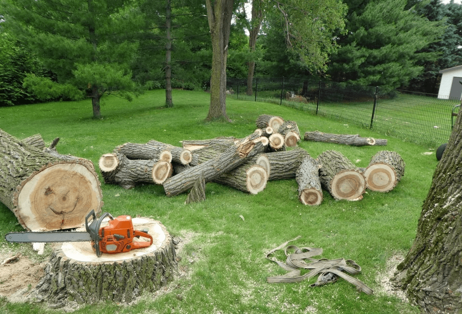 Tree Loppers Brisbane Tree removal and trimming