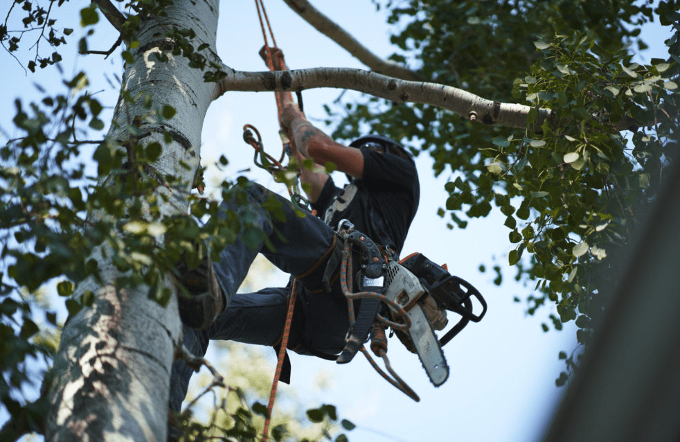 Tree Loppers Brisbane Tree removal and trimming