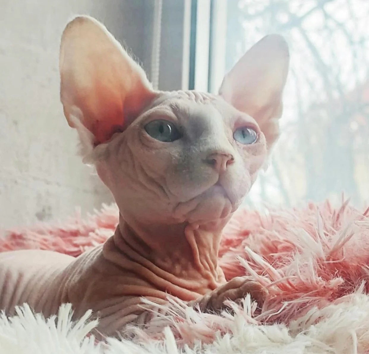 Sphynx for sale/Sphynx for sale near me/Buy sphynx cats Online
