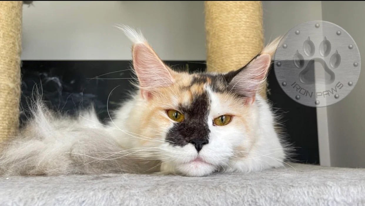 Cheap Maine coon kittens for sale/Maine coon kittens for sale 450