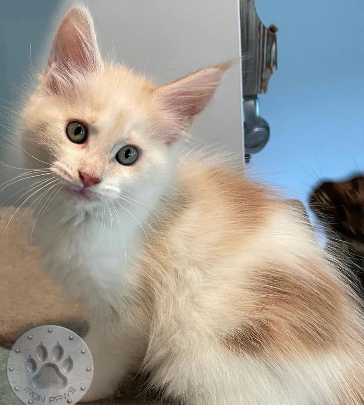 Teacup kittens for sale/Teacup kittens for sale near me