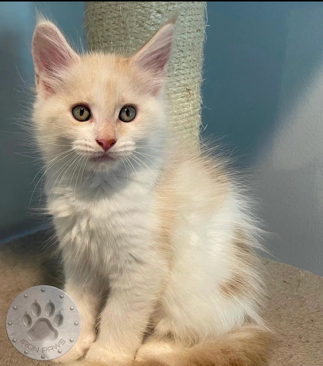 Teacup kittens for sale/Teacup kittens for sale near me