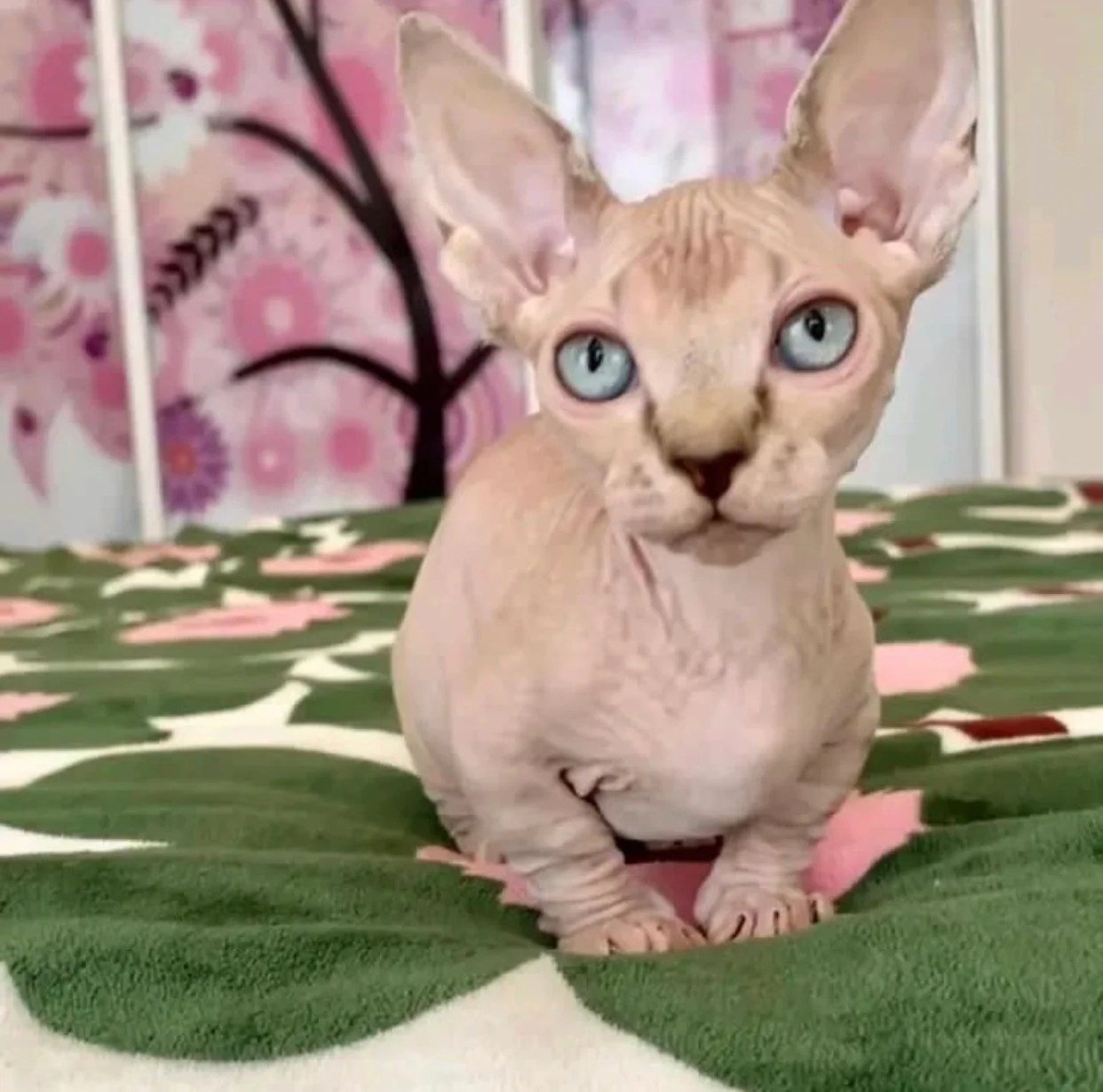 Hairless cat adoption/Hairless cats for adoption/Adopt a hairless cat