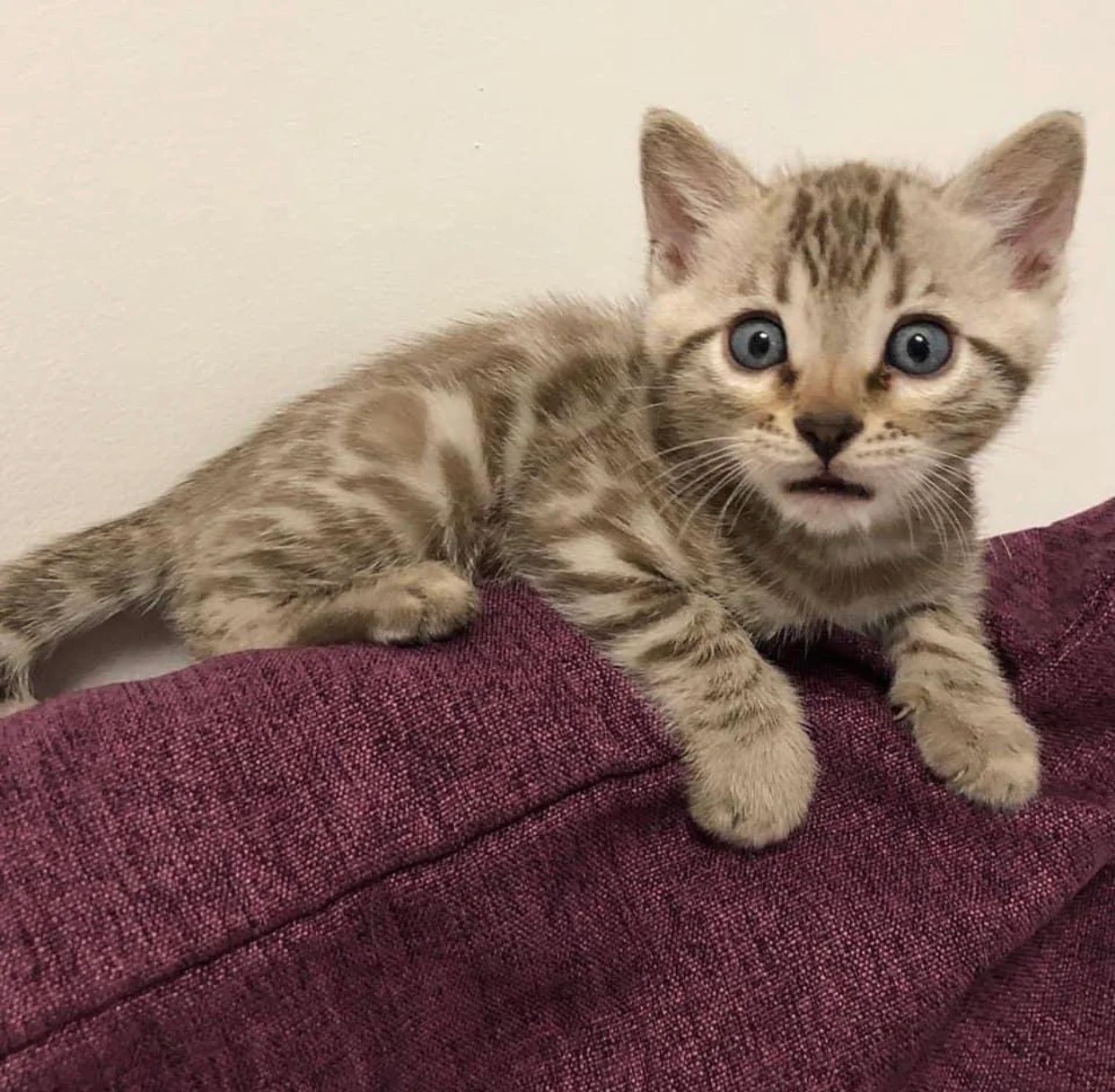 Bengal cat breeders near me/Bengal cat breeders/Bengal Breeders