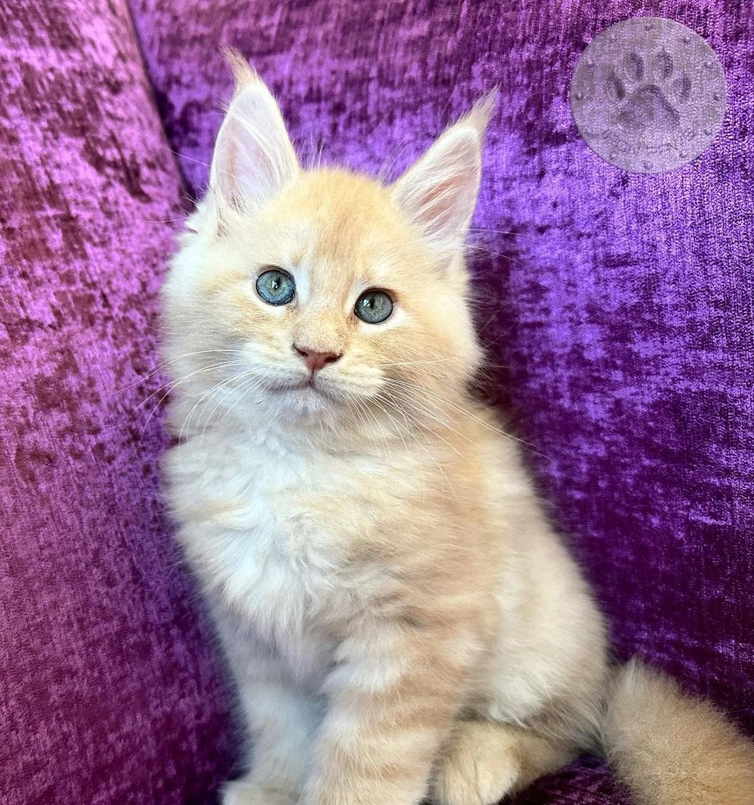 Maine coon kittens for sale/Maine coon kittens for sale near me