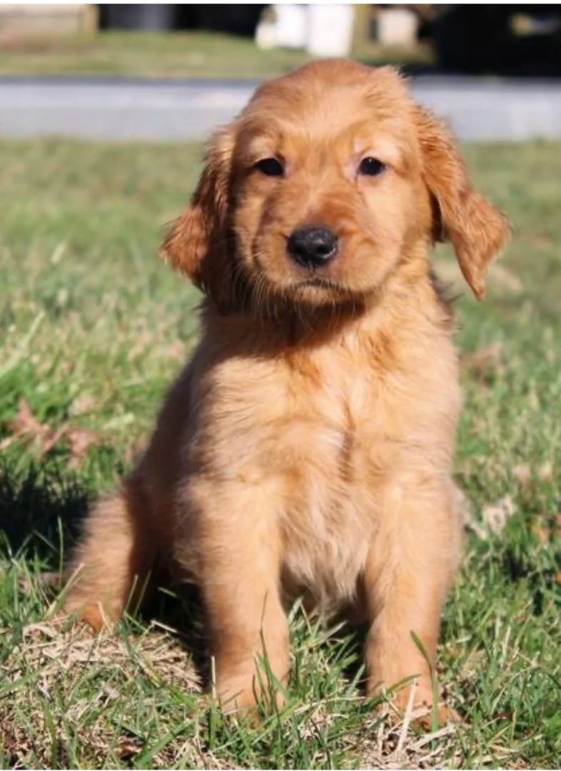 Mini golden retriever/miniature golden retriever for sale