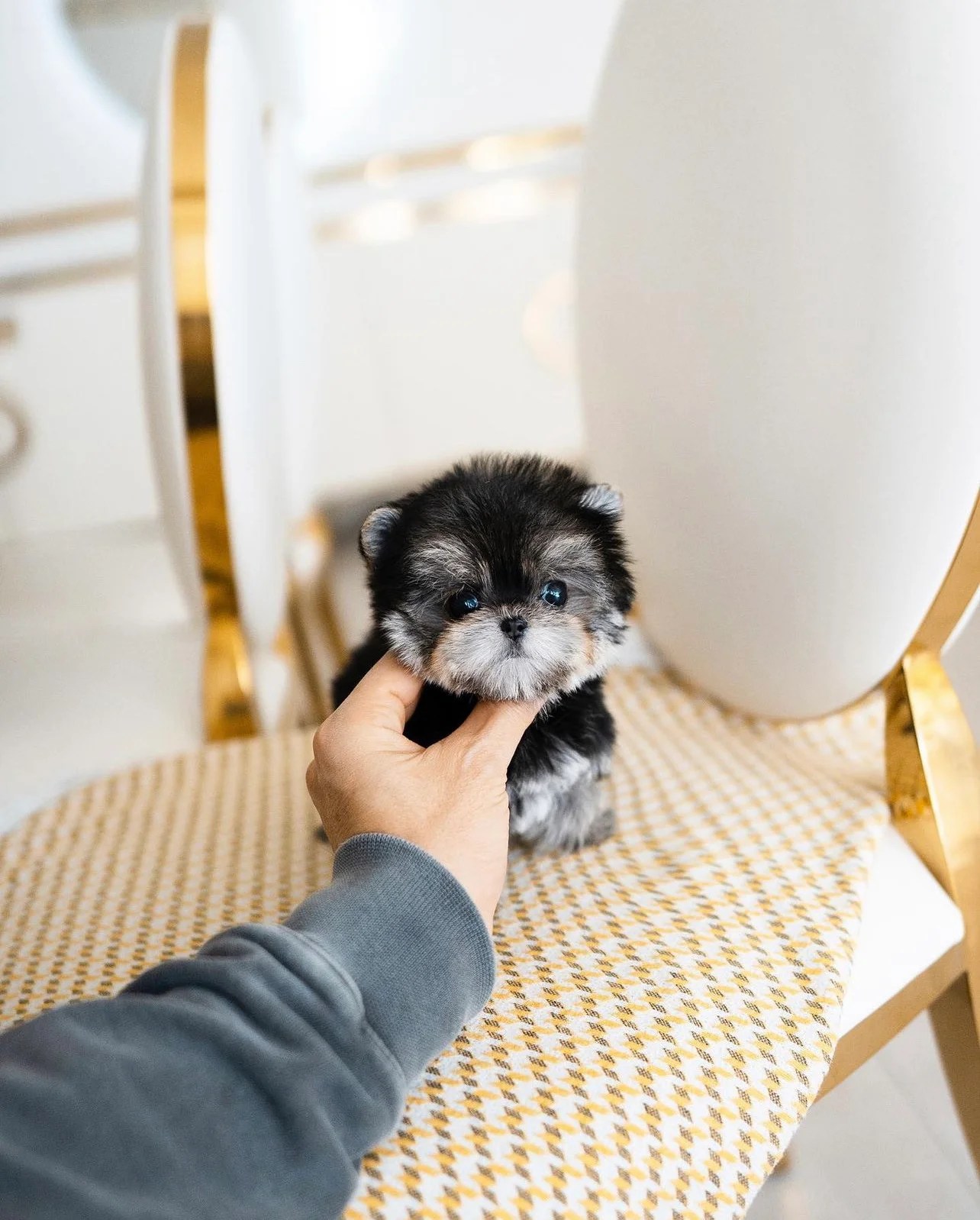 Morkie puppies for sale in NJ/Morkie puppies for sale New Jersey